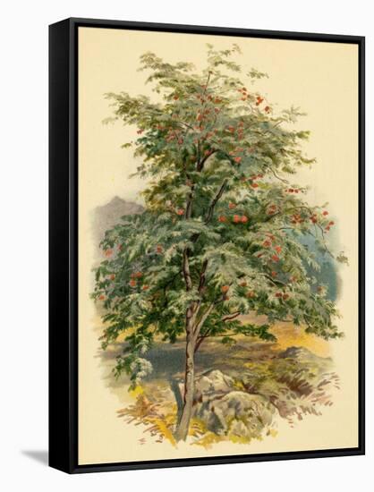 Mountain Ash or Rowan Tree-null-Framed Stretched Canvas