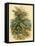 Mountain Ash or Rowan Tree-null-Framed Stretched Canvas