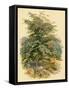 Mountain Ash or Rowan Tree-null-Framed Stretched Canvas