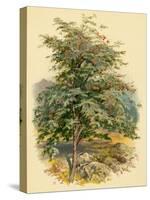 Mountain Ash or Rowan Tree-null-Stretched Canvas