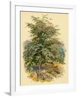 Mountain Ash or Rowan Tree-null-Framed Art Print