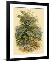 Mountain Ash or Rowan Tree-null-Framed Art Print