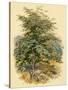 Mountain Ash or Rowan Tree-null-Stretched Canvas