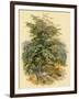 Mountain Ash or Rowan Tree-null-Framed Art Print