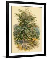 Mountain Ash or Rowan Tree-null-Framed Art Print