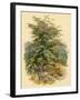 Mountain Ash or Rowan Tree-null-Framed Art Print