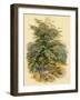 Mountain Ash or Rowan Tree-null-Framed Art Print