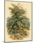 Mountain Ash or Rowan Tree-null-Mounted Art Print