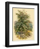 Mountain Ash or Rowan Tree-null-Framed Art Print