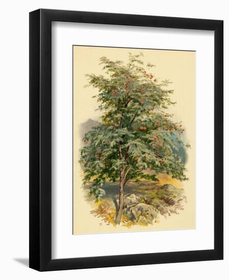 Mountain Ash or Rowan Tree-null-Framed Art Print