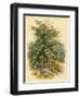 Mountain Ash or Rowan Tree-null-Framed Art Print