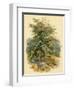 Mountain Ash or Rowan Tree-null-Framed Art Print