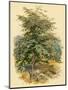 Mountain Ash or Rowan Tree-null-Mounted Art Print