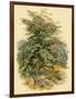 Mountain Ash or Rowan Tree-null-Framed Art Print