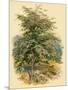 Mountain Ash or Rowan Tree-null-Mounted Art Print