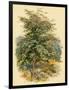 Mountain Ash or Rowan Tree-null-Framed Art Print