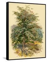 Mountain Ash or Rowan Tree-null-Framed Stretched Canvas