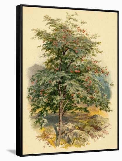 Mountain Ash or Rowan Tree-null-Framed Stretched Canvas