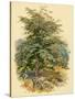 Mountain Ash or Rowan Tree-null-Stretched Canvas