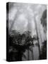 Mountain Ash Trees and Tree Ferns in Fog, Dandenong Ranges, Victoria, Australia-Schlenker Jochen-Stretched Canvas