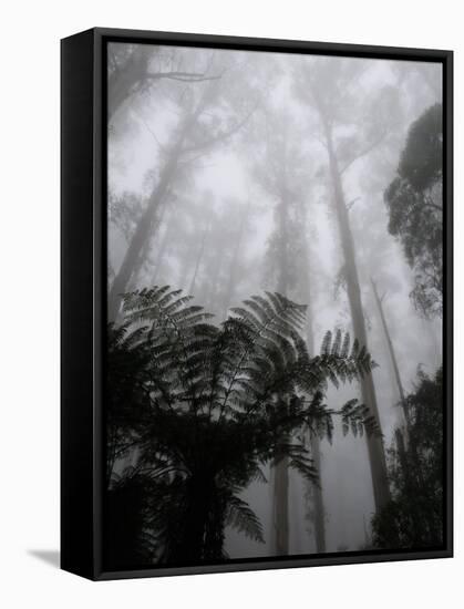 Mountain Ash Trees and Tree Ferns in Fog, Dandenong Ranges, Victoria, Australia-Schlenker Jochen-Framed Stretched Canvas