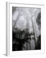 Mountain Ash Trees and Tree Ferns in Fog, Dandenong Ranges, Victoria, Australia-Schlenker Jochen-Framed Photographic Print