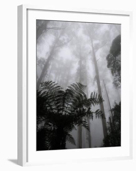 Mountain Ash Trees and Tree Ferns in Fog, Dandenong Ranges, Victoria, Australia-Schlenker Jochen-Framed Photographic Print