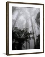 Mountain Ash Trees and Tree Ferns in Fog, Dandenong Ranges, Victoria, Australia-Schlenker Jochen-Framed Photographic Print