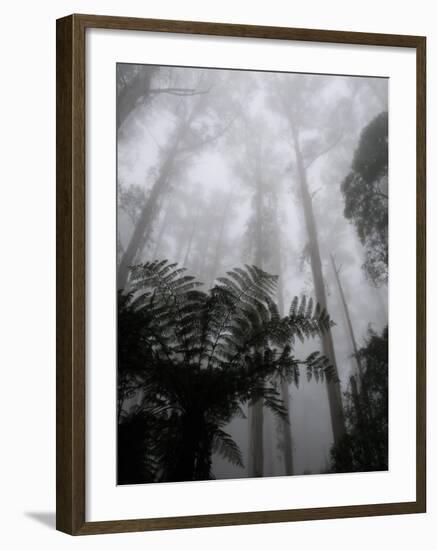 Mountain Ash Trees and Tree Ferns in Fog, Dandenong Ranges, Victoria, Australia-Schlenker Jochen-Framed Photographic Print