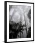 Mountain Ash Trees and Tree Ferns in Fog, Dandenong Ranges, Victoria, Australia-Schlenker Jochen-Framed Photographic Print