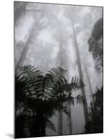 Mountain Ash Trees and Tree Ferns in Fog, Dandenong Ranges, Victoria, Australia-Schlenker Jochen-Mounted Photographic Print