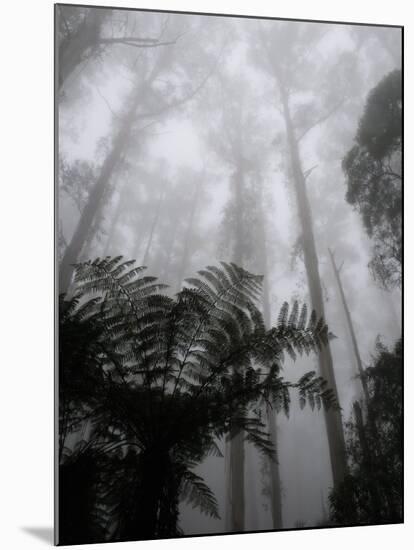 Mountain Ash Trees and Tree Ferns in Fog, Dandenong Ranges, Victoria, Australia-Schlenker Jochen-Mounted Photographic Print