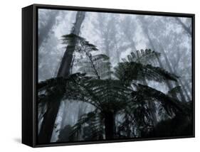 Mountain Ash Trees and Tree Ferns in Fog, Dandenong Ranges, Victoria, Australia-Schlenker Jochen-Framed Stretched Canvas