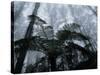 Mountain Ash Trees and Tree Ferns in Fog, Dandenong Ranges, Victoria, Australia-Schlenker Jochen-Stretched Canvas