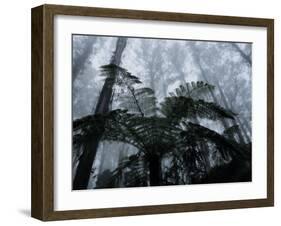 Mountain Ash Trees and Tree Ferns in Fog, Dandenong Ranges, Victoria, Australia-Schlenker Jochen-Framed Photographic Print