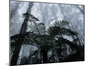 Mountain Ash Trees and Tree Ferns in Fog, Dandenong Ranges, Victoria, Australia-Schlenker Jochen-Mounted Photographic Print