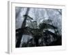 Mountain Ash Trees and Tree Ferns in Fog, Dandenong Ranges, Victoria, Australia-Schlenker Jochen-Framed Photographic Print