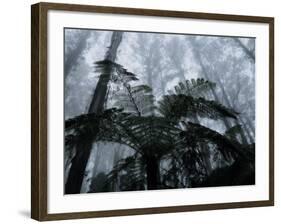 Mountain Ash Trees and Tree Ferns in Fog, Dandenong Ranges, Victoria, Australia-Schlenker Jochen-Framed Photographic Print