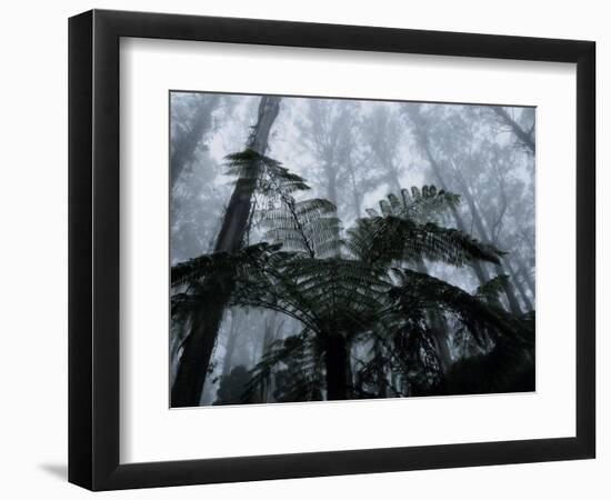 Mountain Ash Trees and Tree Ferns in Fog, Dandenong Ranges, Victoria, Australia-Schlenker Jochen-Framed Photographic Print