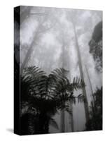 Mountain Ash Trees and Tree Ferns in Fog, Dandenong Ranges, Victoria, Australia-Schlenker Jochen-Stretched Canvas