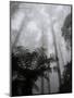 Mountain Ash Trees and Tree Ferns in Fog, Dandenong Ranges, Victoria, Australia-Schlenker Jochen-Mounted Photographic Print