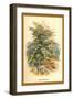 Mountain Ash-W.h.j. Boot-Framed Art Print