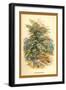 Mountain Ash-W.h.j. Boot-Framed Art Print