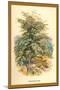 Mountain Ash-W.h.j. Boot-Mounted Art Print