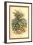 Mountain Ash-W.h.j. Boot-Framed Art Print