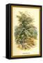 Mountain Ash-W.h.j. Boot-Framed Stretched Canvas