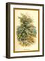 Mountain Ash-W.h.j. Boot-Framed Art Print