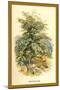 Mountain Ash-W.h.j. Boot-Mounted Art Print