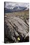 Mountain Avens Among Fossil Coral on Parker Ridge-null-Stretched Canvas