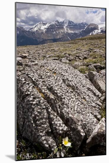 Mountain Avens Among Fossil Coral on Parker Ridge-null-Mounted Photographic Print